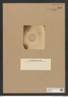 Diatomeae indet. Zeichnungen Sammlung Grunow Nr. 8223 (NHMW-BOT-W0377609)